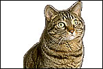 Feral Cat (Fells catus)